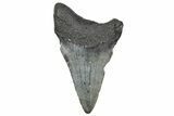 Serrated, Juvenile Megalodon Tooth - South Carolina #360940-1